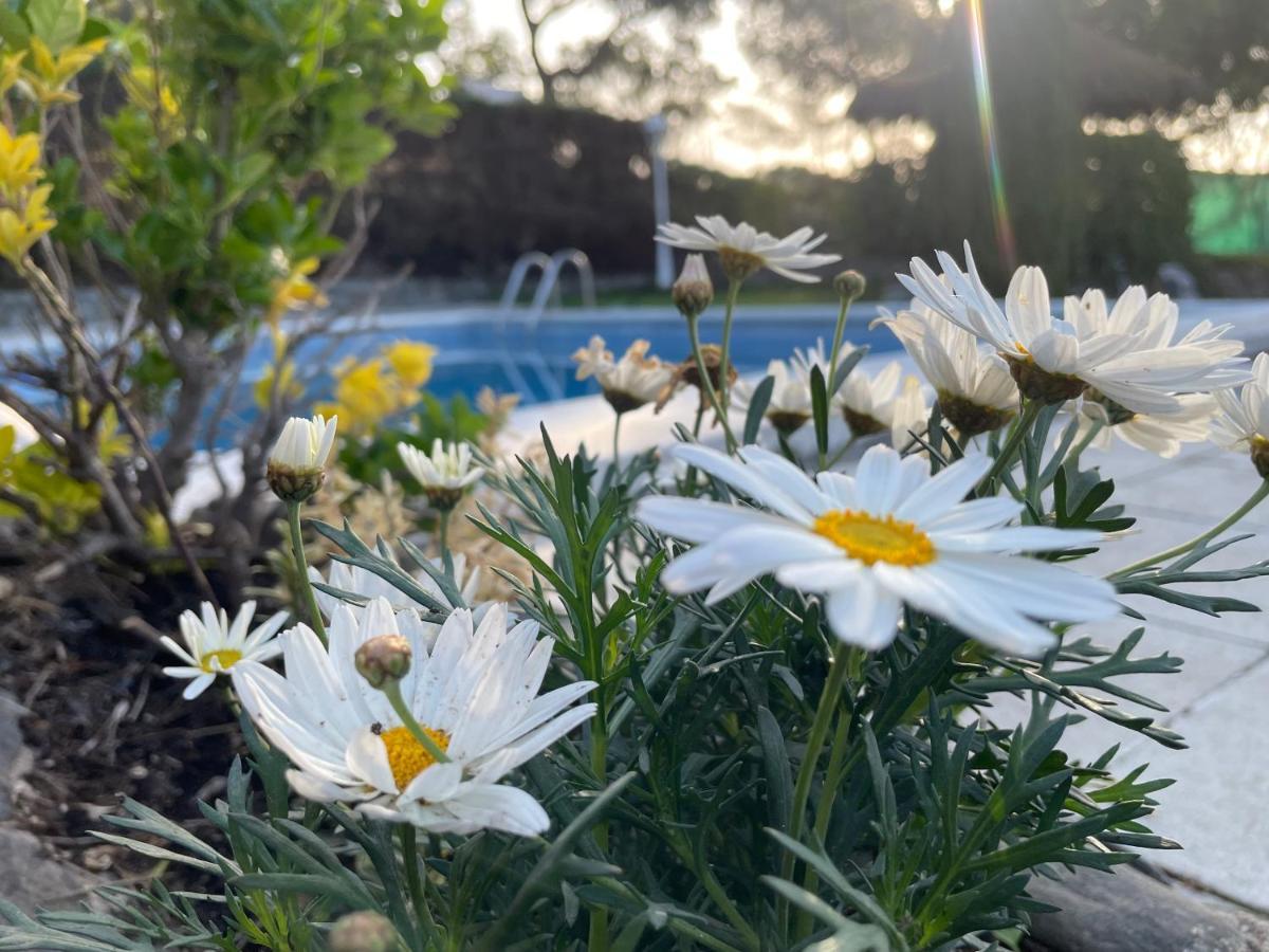 Villa Herlinda Costa Brava - With Swiming Pool Massanet De La Selva Экстерьер фото